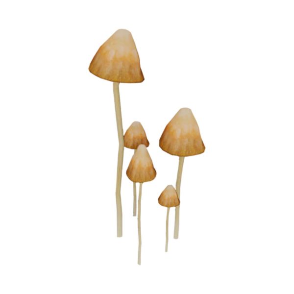 liberty cap mushrooms