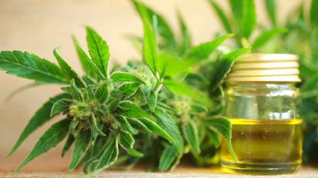 all you want to know about cbd oil and what diseases it can help you with