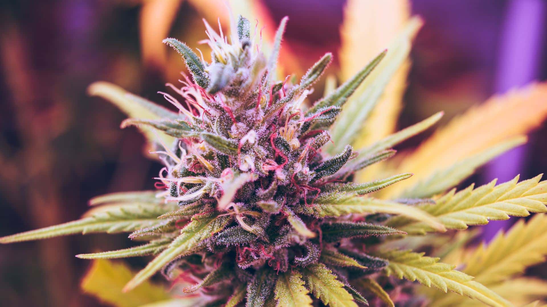everything you need to know about colourful weed strains