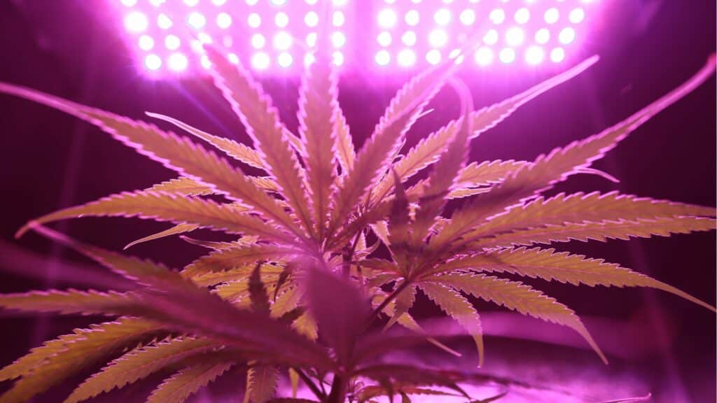 try the best strawberry flavoured weed strains in mississauga try the best strawberry flavoured weed strains in mississauga