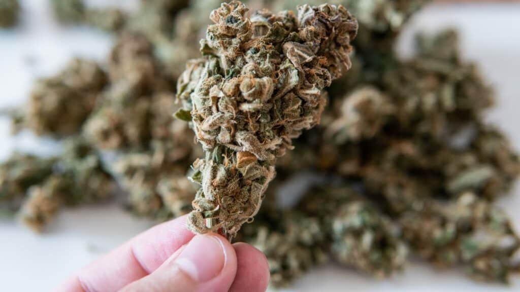 why you should smoke indica strains in mississauga why you should smoke indica strains in mississauga