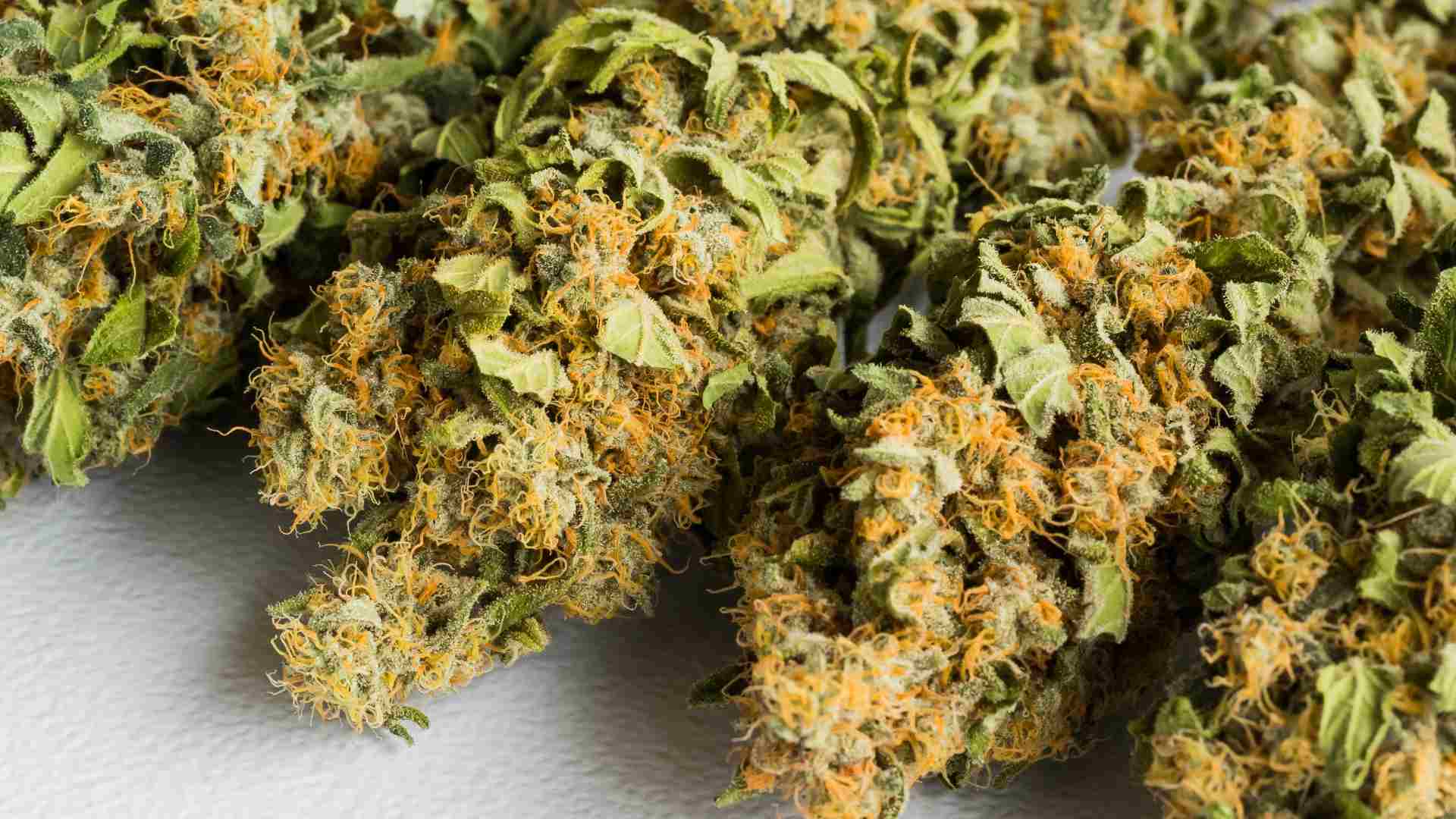 sativa strains a perfect choice for daytime use and socializing