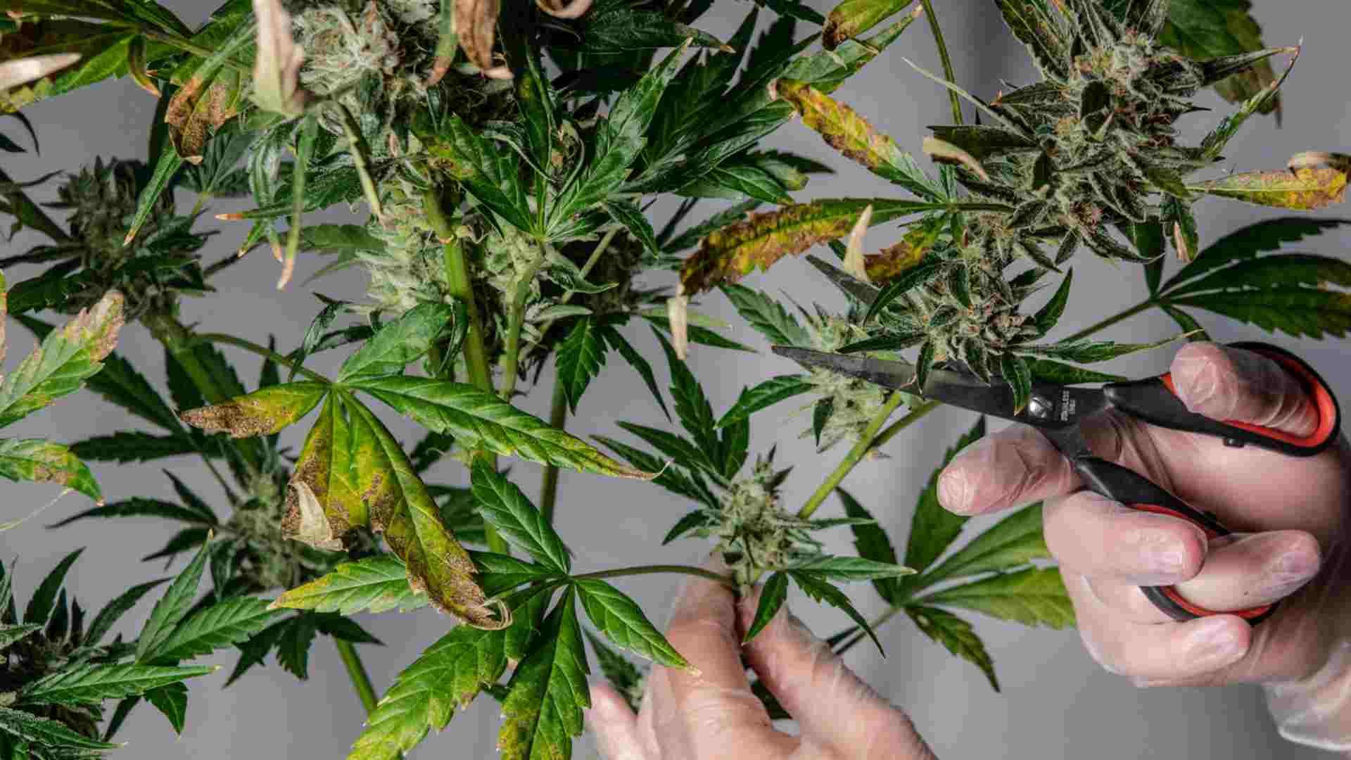 exploring the origins of popular hybrid weed strains