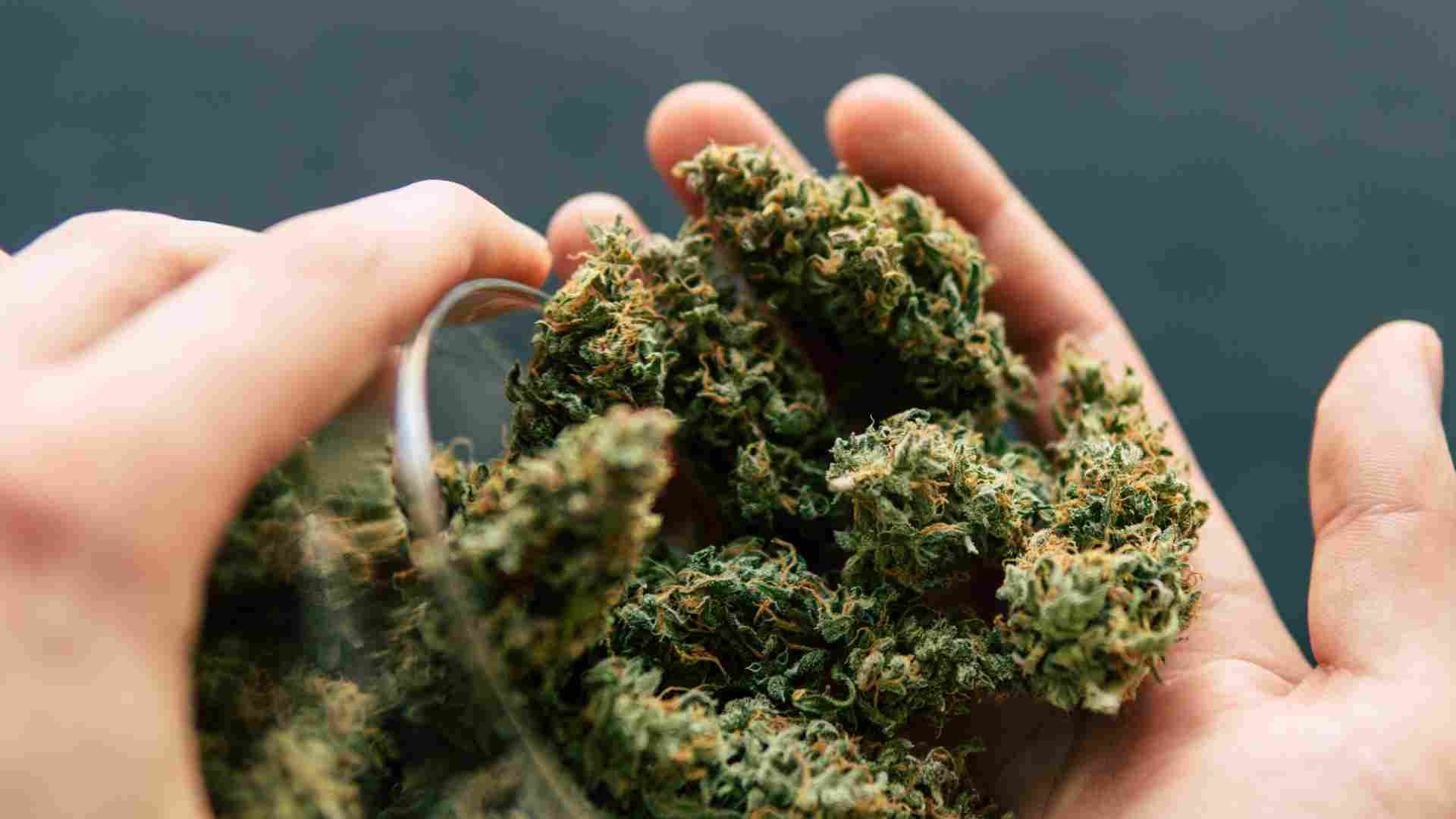the top 6 most popular hybrid weed strains and their effects