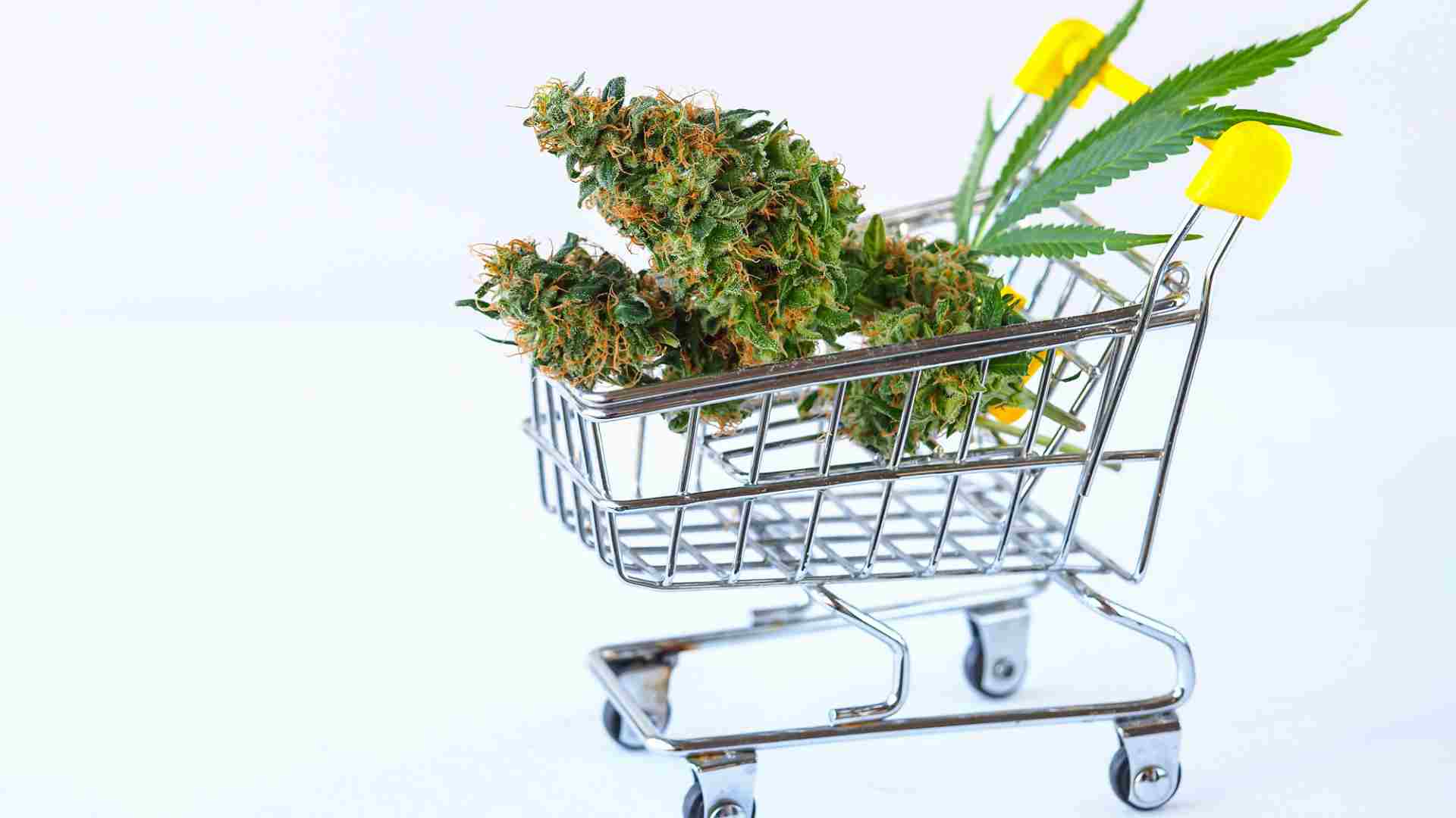 how to choose the best online weed dispensary factors to consider