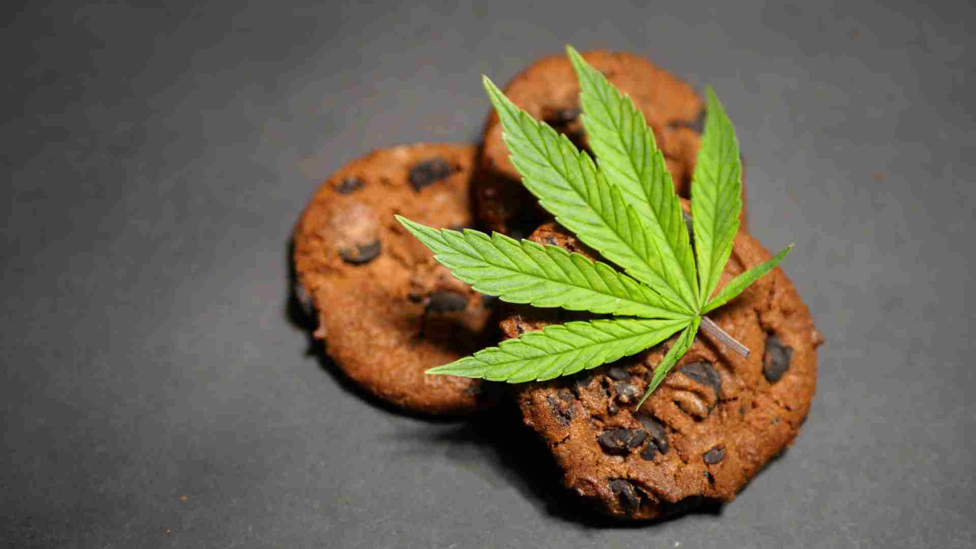 the best cannabis edibles for energy and motivation