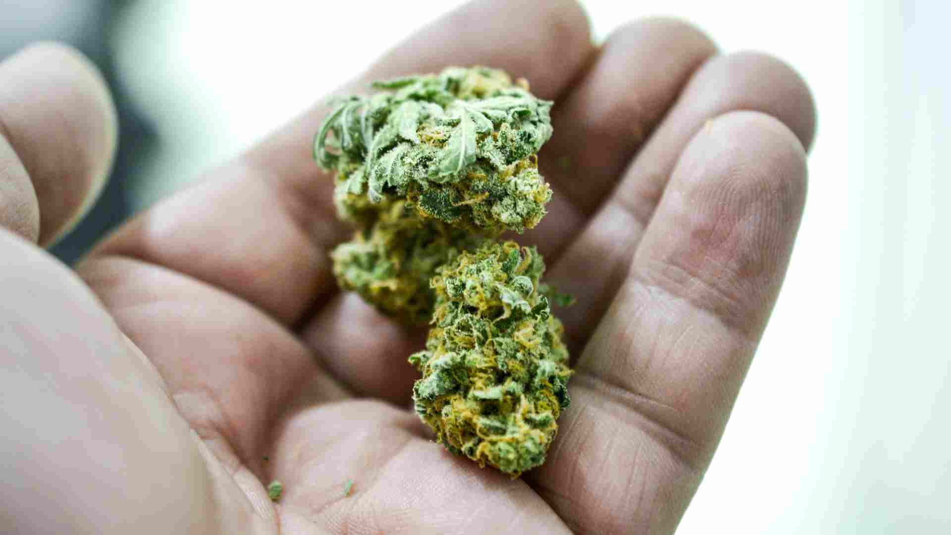 mastering the art of identifying top quality weed in canada