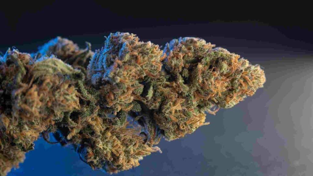affordable cannabis strains in mississauga your budget friendly guide